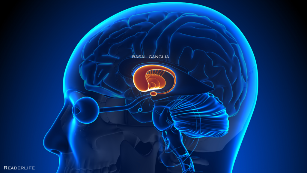 automaticity-basal ganglia